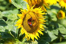 Sonnenblume mit Schmetterling von Frank Herrmann