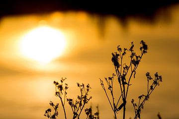 Waterplant tegen een gouden achtergrond van Willem Vernes