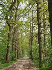 Eichenallee im Frühjahr. von Wim vd Neut