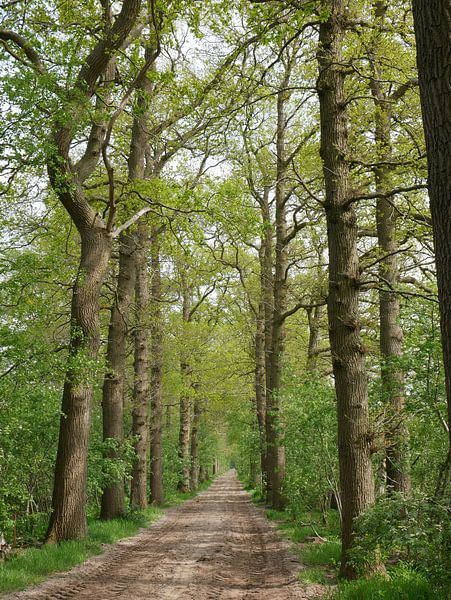 Eichenallee im Frühjahr. von Wim vd Neut