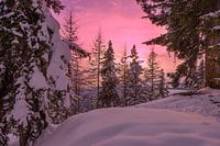Zonsondergang in een bos in de sneeuw in Lapland