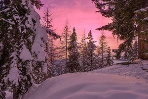 Zonsondergang in een bos in de sneeuw in Lapland van iPics Photography