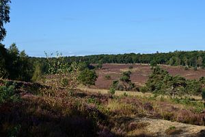 Een uitzicht over een paarse heideveld van Gerard de Zwaan