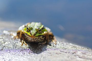 green frog by Sanne van Hoof