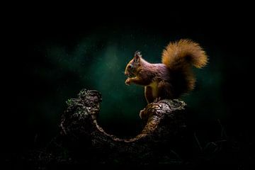 Eichhörnchen von Diana Mieras