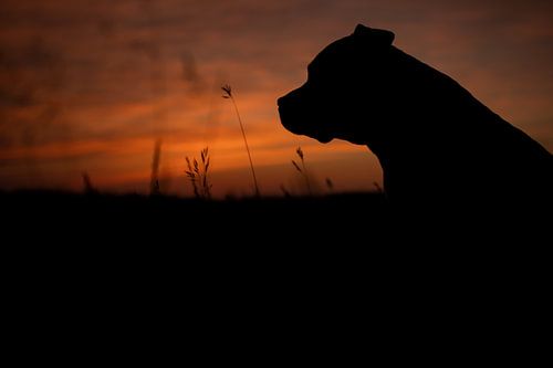 Silhouette of a dog