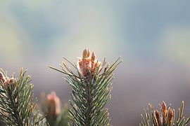 Der frühe Morgen im Detail von Tije Mählmann