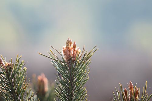 Early morning in detail