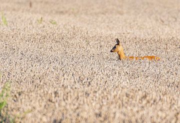 A deer in the field by Merijn Loch