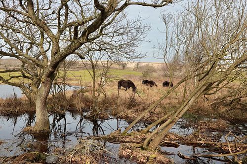 Die Pferde der Manteling.