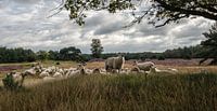 moorland sheep by jowan iven thumbnail