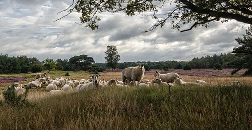 moorland sheep by jowan iven
