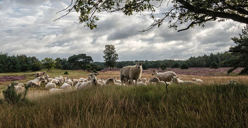 moorland sheep by jowan iven