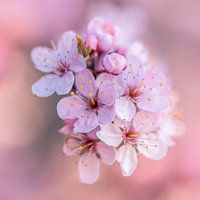 Kirschblüte