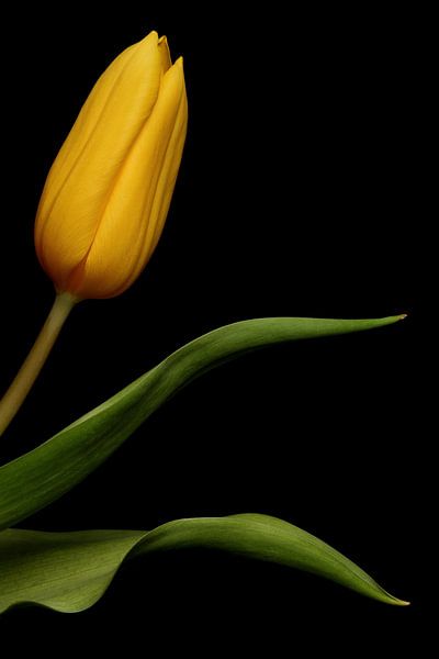 Gelbe Tulpe vor einem schwarzen Hintergrund von Ronald Pol