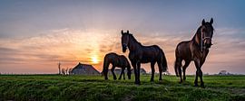 Friesenpferde in der Abendsonne von piet douma