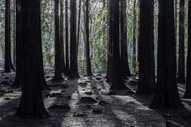 het donkere bos van Frankje Huisman