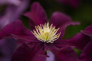 Clematis