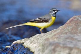 Bergeronnette des ruisseaux sur Karin Jähne