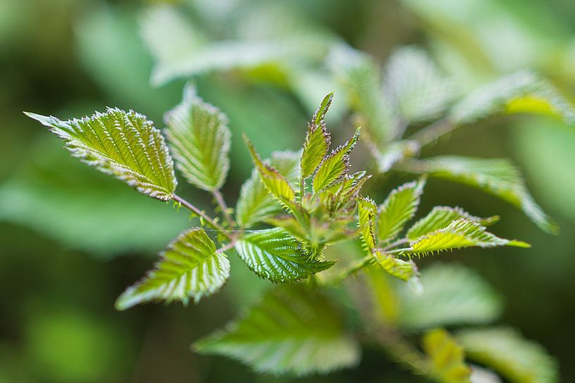 Plants and flowers in nature. by Marcel Kerdijk