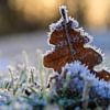 Feuille d'arbre gelée sur l'herbe enneigée sur Kristof Leffelaer