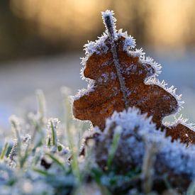 Gefrorenes Baumblatt auf verschneitem Gras von Kristof Leffelaer