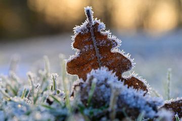 Frozen Tree Leaf on Snowy Grass by Kristof Leffelaer