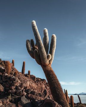 Cactus du Salar de Uyuni | Bolivie sur Felix Van Leusden