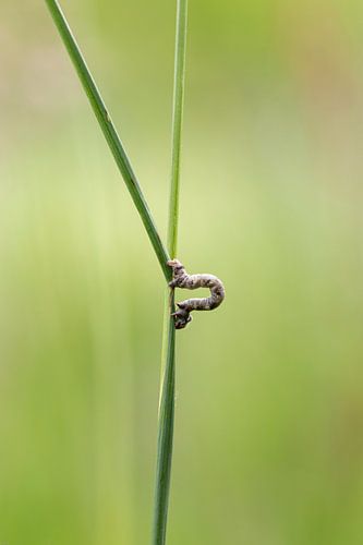 La petite chenille