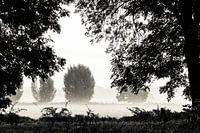 Morning mist