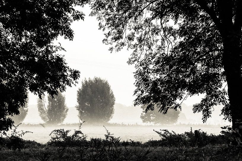 Morning mist by Joel Layaa-Laulhé