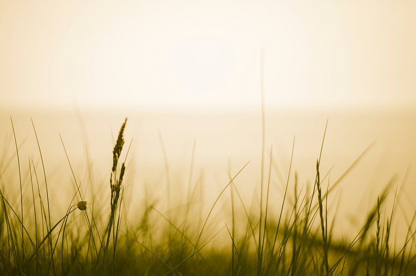 Grasschiefer am Meer von Tom Keysers