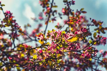 Le pouvoir des fleurs : une expédition rose printanière 33 sur FotoDennis.com | Werk op de Muur