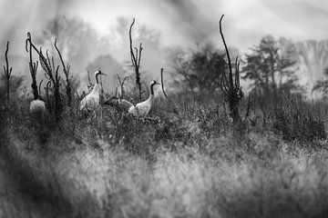 Kraanvogels in Diepholz van Danny Slijfer Natuurfotografie