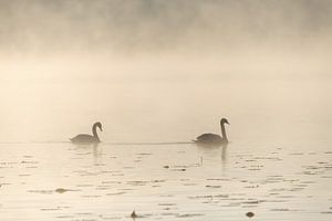 Treue im Morgengrauen
