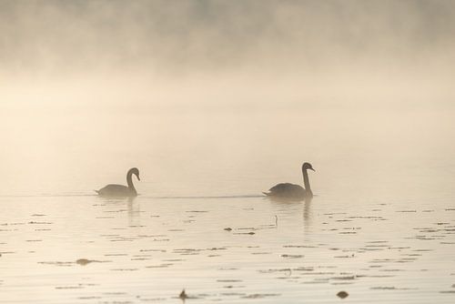 Loyaliteit bij dageraad