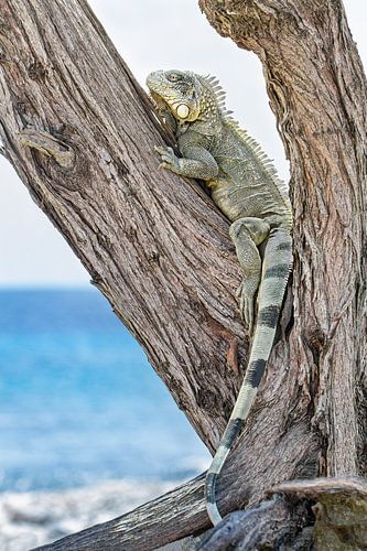 Green iguana climbs a tree on the coast of the island of Bonaire
