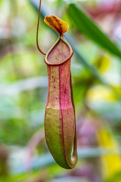 Low's beaker plant, carnivorous by Joost Potma