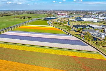 Tulpen in bloei in een veld in Nederland van Sjoerd van der Wal Fotografie