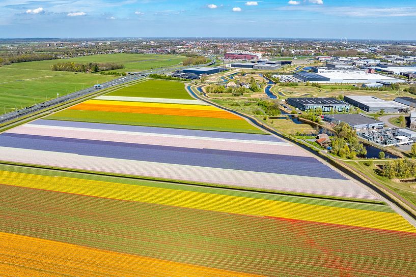Blühende Tulpen auf einem Feld in Holland von Sjoerd van der Wal Fotografie