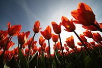 Tulpen.