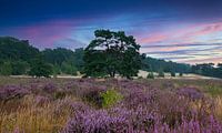 The heather in bloom, Loonse Drunense dunes