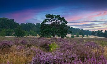 Das blühende Heidekraut, Loonse Drunense Dünen