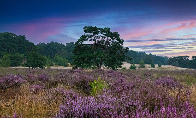 The heather in bloom, Loonse Drunense dunes by Nynke Altenburg