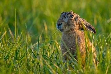 Hare with warm light by Hans Hut