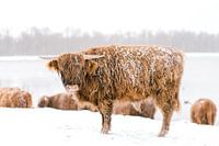 Schottischer Highlander im Schnee