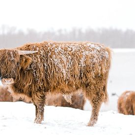 Schotse Hooglander in de sneeuw van Joyce van Wijngaarden