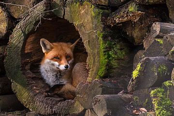 Fox van vmb switzerland