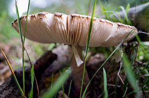 Paddestoel Focus Stack sur Jack Vermeulen