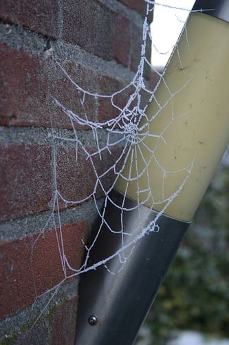 Besneeuwd spinneweb